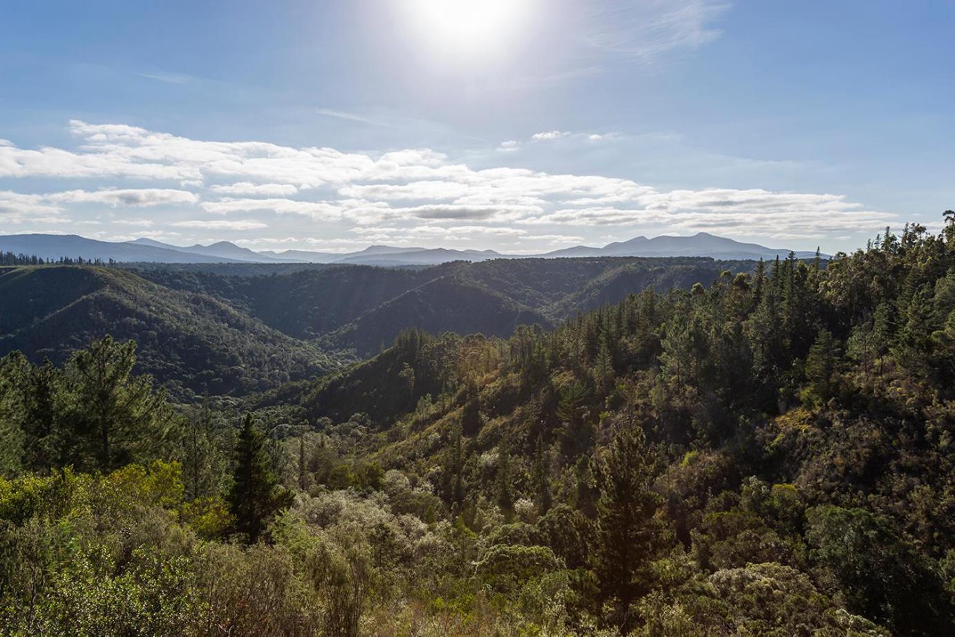 Forest Valley Cottages Knysna Dış mekan fotoğraf